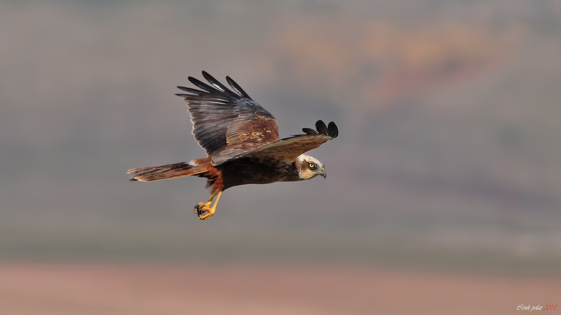 Eurasian Marsh-Harrier — Ana fotoğraf